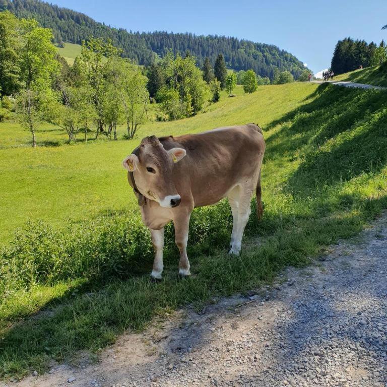 Ferienwohnung Allgaeuglueck Im Ferienpark Oberallgaeu Mit Hallenbad, Sauna, Wlan Missen Wilhams Bagian luar foto